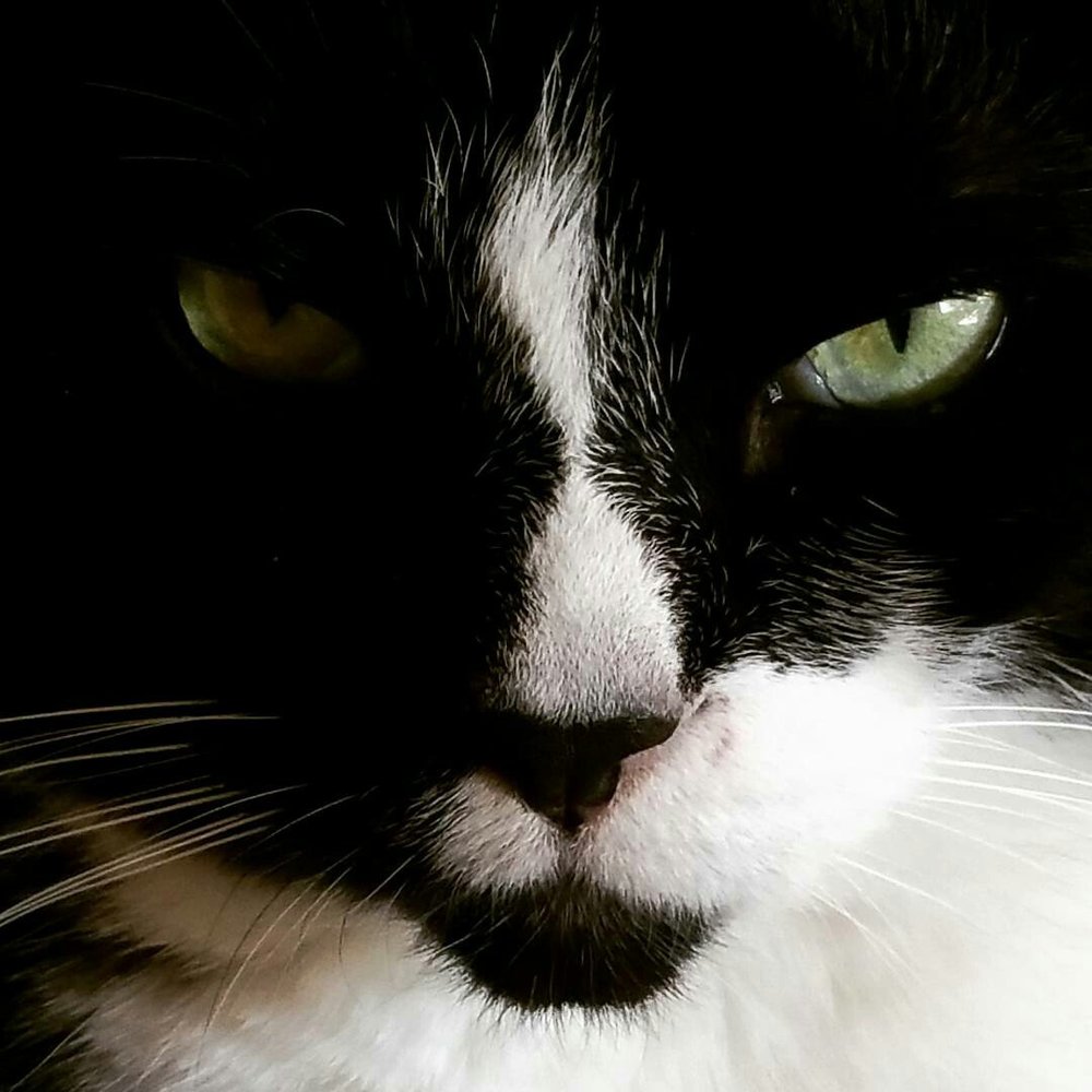 Meet your Posher, Baxter